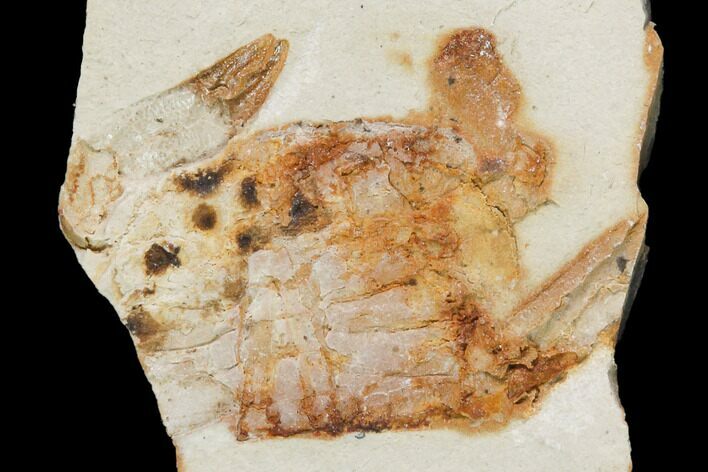 Miocene Pea Crab (Pinnixa) Fossil - California #141615